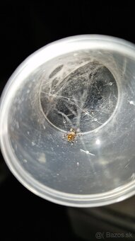 Phidippus regius „Everglades“ (Skákavka kráľovská) - 9