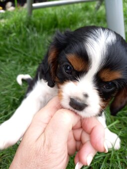 Cavalier king charles španiel - 9