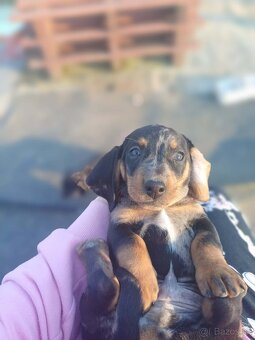 Šteniatka jazvečíka - 9