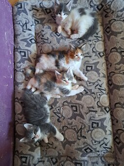 Mainska myvalia s PP - 9