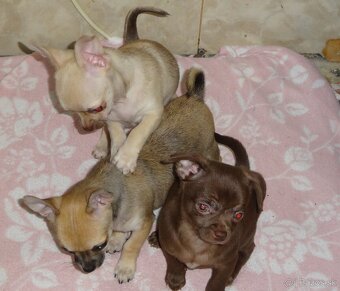 čivava krátkosrstá - 9