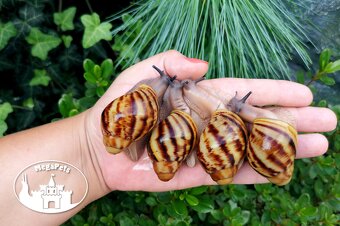Africké slimáky Archachatina marginata ovum XXL / terárium - 9