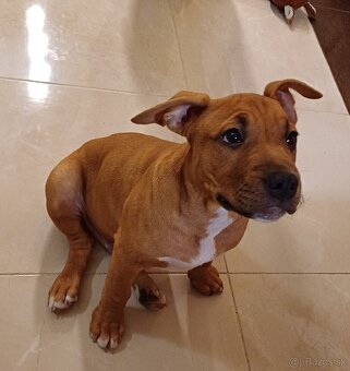 Americký stafordširský teriér - 9