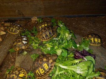 Testudo hermanni - 9