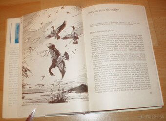 Lovy v Karpatech - 9