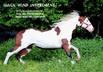 AMERICAN PAINT HORSE - 9