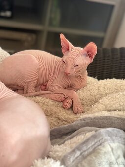 Don sphynx - 9