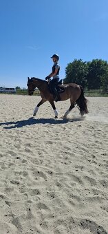 Predám 10 ročnú welsh cob kobylu - 9