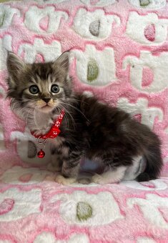 Mainská mývalia Maine coon - 9