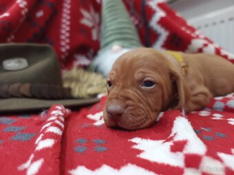 Maďarská vyžla - 9