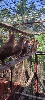 Poštové holuby Meulemans - 9
