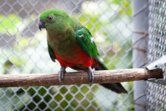 Papagáj královský - 9