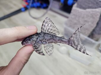 L 236 Super White - chovné páry - 9