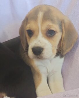 Beagle, bigel, bigl bez PP - 9