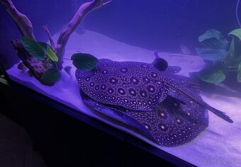Akvarium /Terarium + svetla + stolík - 9