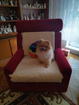 Pomeranian - 9