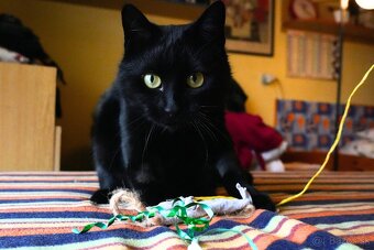 Mladý kocúrik hľadá urgentne domov - 9