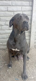 Cane corso šteniatka - 9