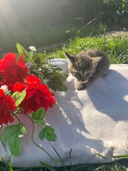DARUJEME MAČIATKA IBA DO DOBRÝCH RÚK - 9