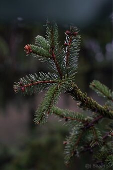 Sony a7 rII Sigma 24-70mm f2.8 DG DN II - 9