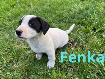 Šteniatka x Jack Russell terier - 9