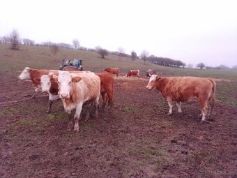 Jalovice, kravy - 9