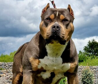 American Bully XL XXL - 9