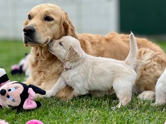 Zlatý retriever šteniatka s PP - 9