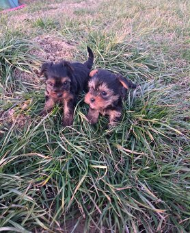 Yorkshirsky terier - 9