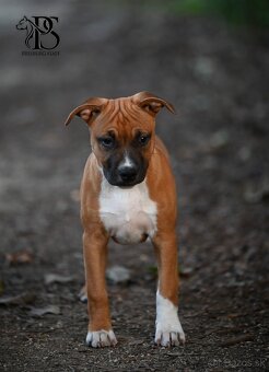 Americký Staffordšírsky terriér - 9