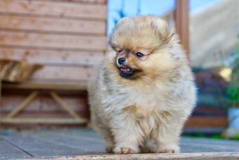 Pomeranian s PP FCI - 9