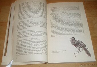 Bažanti a ostatní hrabaví - 9