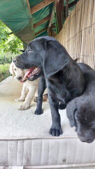 Šteniatka čistokrvného labradora - 9