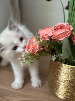 RAGDOLL mačiatka s rodokmeňom, - 9