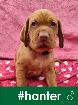 Maďarská vyžla bez PP - 9