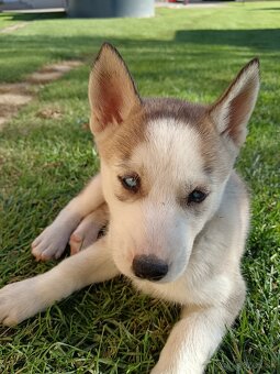 Sibirsky husky - 9