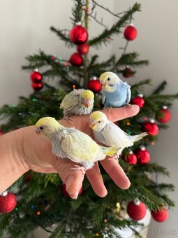 Andulky Dúhové Maznačikovia - 9