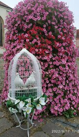 Biele svadobné holuby  2026 - 9