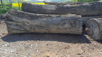 Subfosílny dub - cca 3000 rokov starý - 9