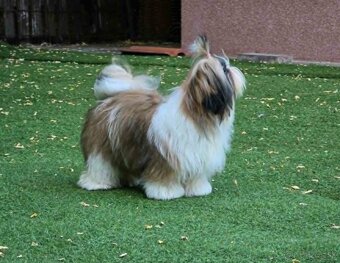 Predám šteniatka Shi tzu - 9