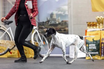 Anglický pointer, english pointer, stavač - 9