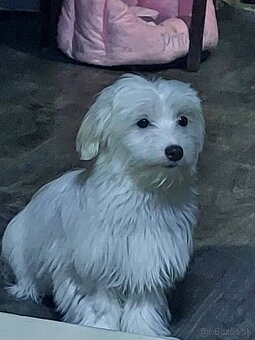 Maltezák - 9