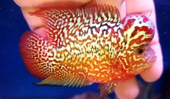 Flowerhorn kamfa shortbody - 9