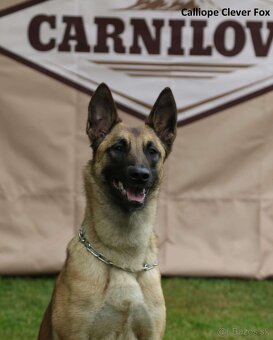 Belgický ovčiak malinois - 9