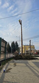 Rizikové pílenie stromov - 9