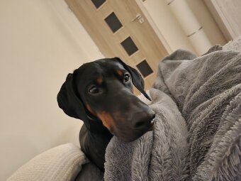Doberman na krytie - 9
