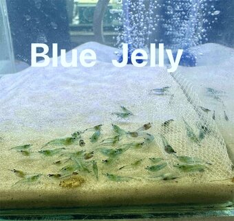 Krevetky neocaridina a Endlerky - 9