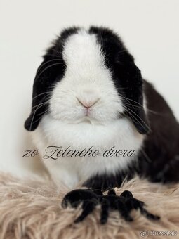 🐰 Minilop králiky 🐰 - 9