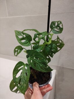 Monstera Adansonii - 9