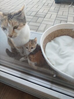 Darujem mačiatka - 9